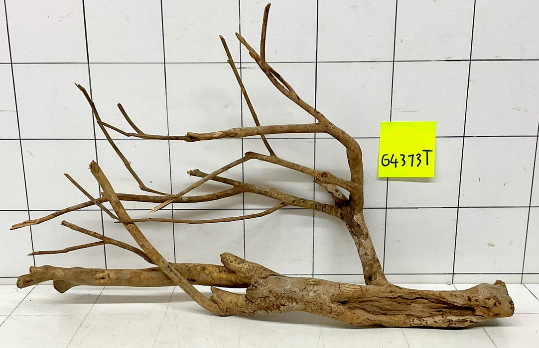 64313T Talawa Wurzel Holz