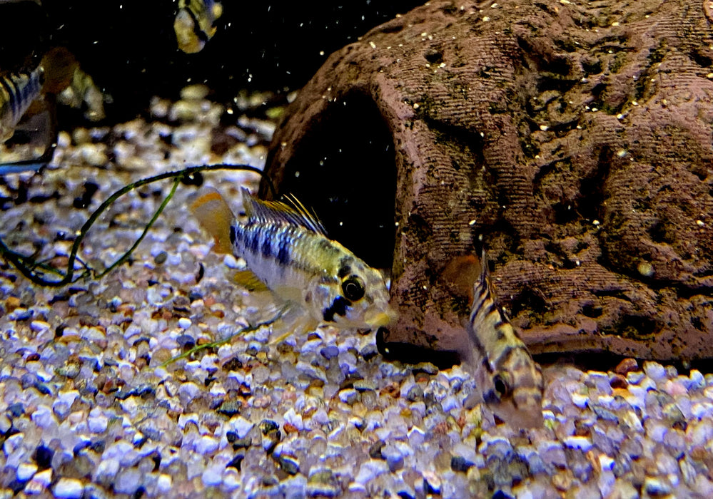Inka Zwergbuntbarsch - Apistogramma baenschi inka