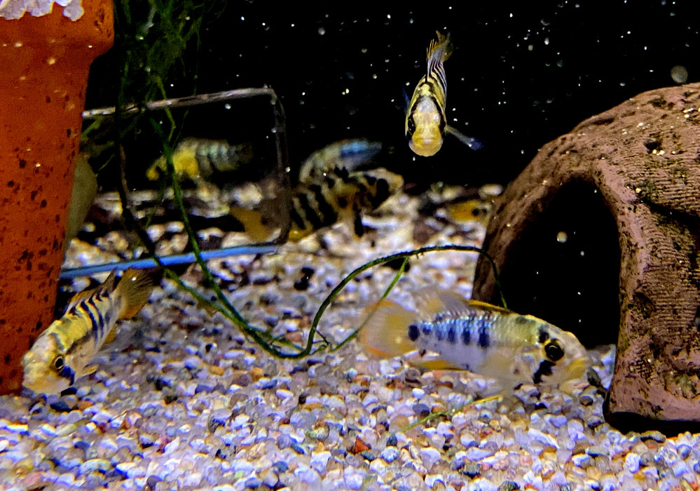 Inka Zwergbuntbarsch - Apistogramma baenschi inka