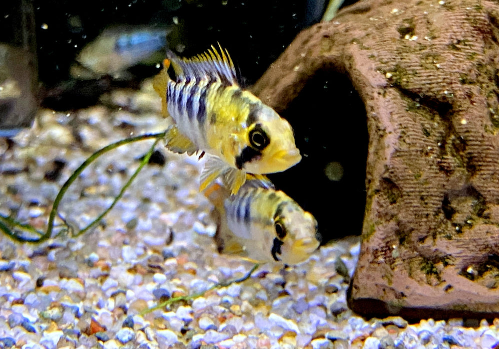 Inka Zwergbuntbarsch - Apistogramma baenschi inka