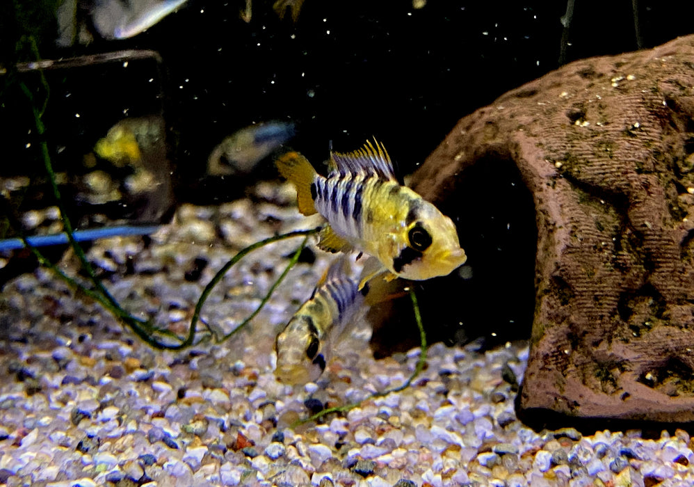 Inka Zwergbuntbarsch - Apistogramma baenschi inka
