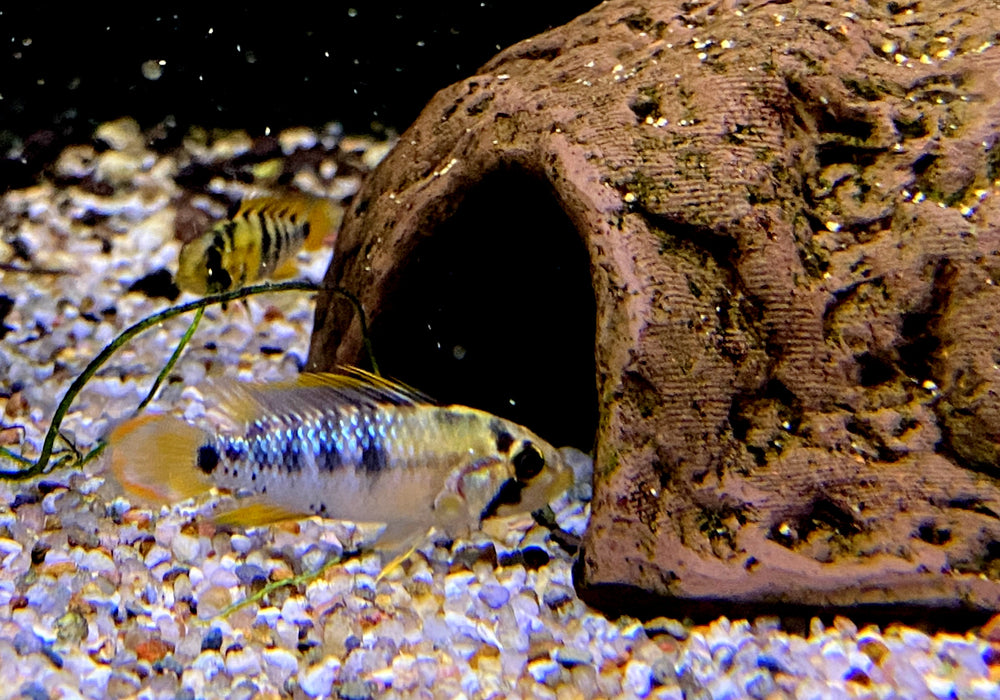 Inka Zwergbuntbarsch - Apistogramma baenschi inka