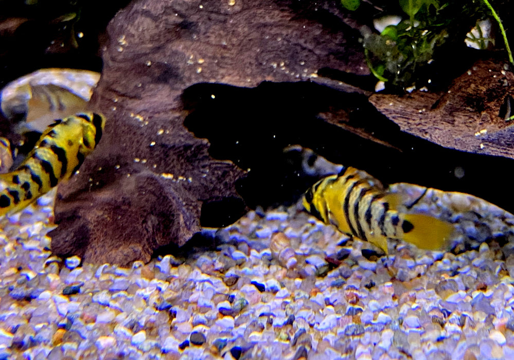 Inka Zwergbuntbarsch - Apistogramma baenschi inka
