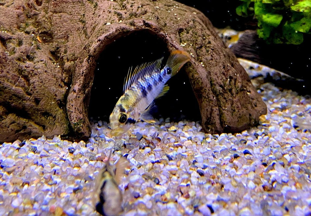Inka Zwergbuntbarsch - Apistogramma baenschi inka