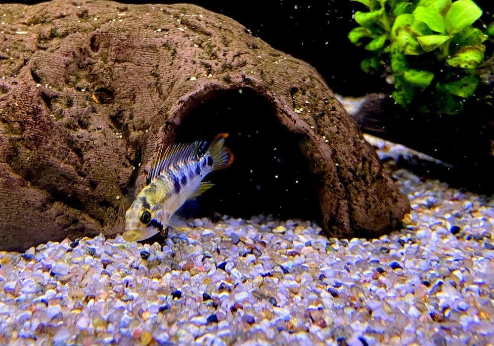 Inka Zwergbuntbarsch - Apistogramma baenschi inka