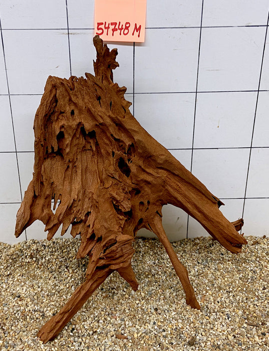54748M - Mangrovenwurzel Holz