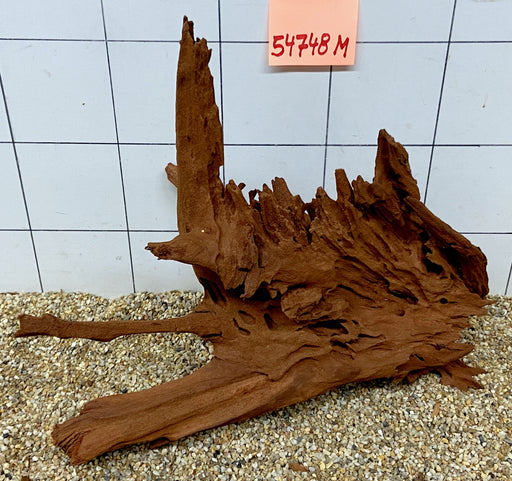 54748M - Mangrovenwurzel Holz