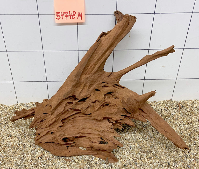 54748M - Mangrovenwurzel Holz
