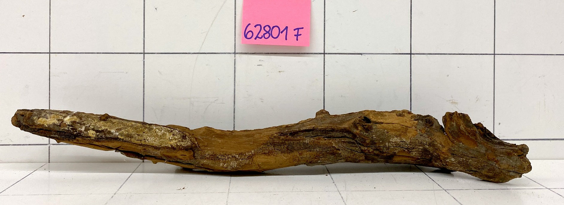 62801F Flussholz / Driftwood / Flusswurzel