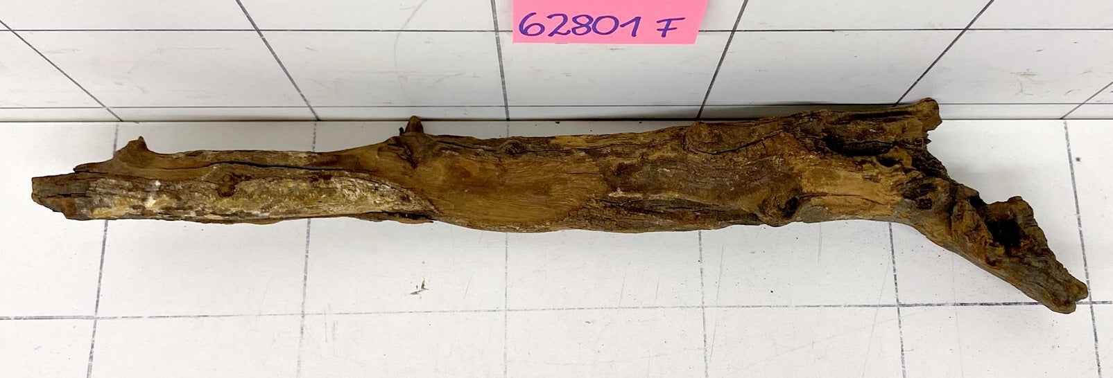 62801F Flussholz / Driftwood / Flusswurzel