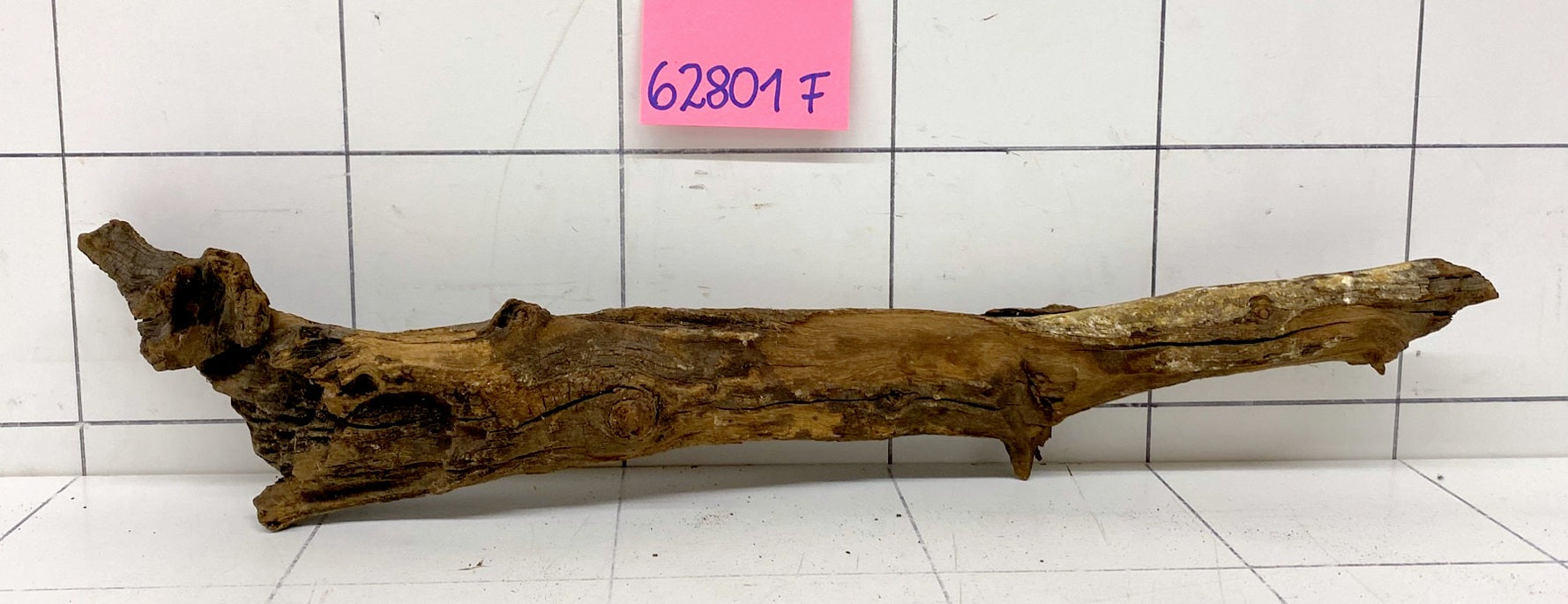 62801F Flussholz / Driftwood / Flusswurzel