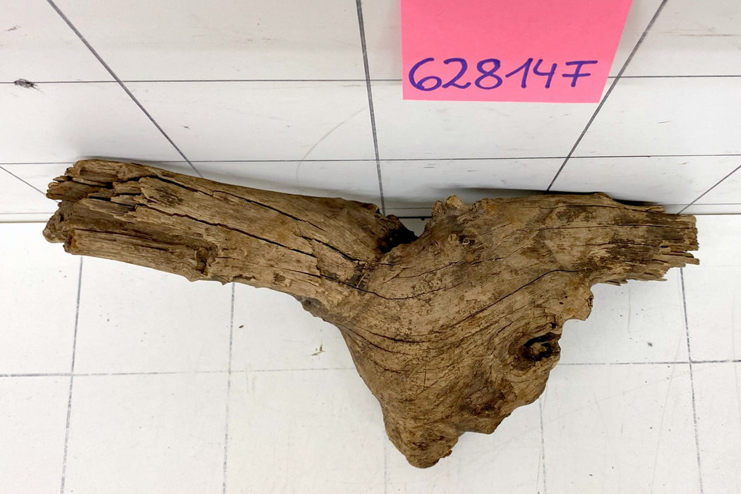 62814F Flussholz / Driftwood / Flusswurzel