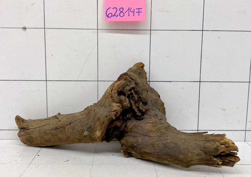 62814F Flussholz / Driftwood / Flusswurzel