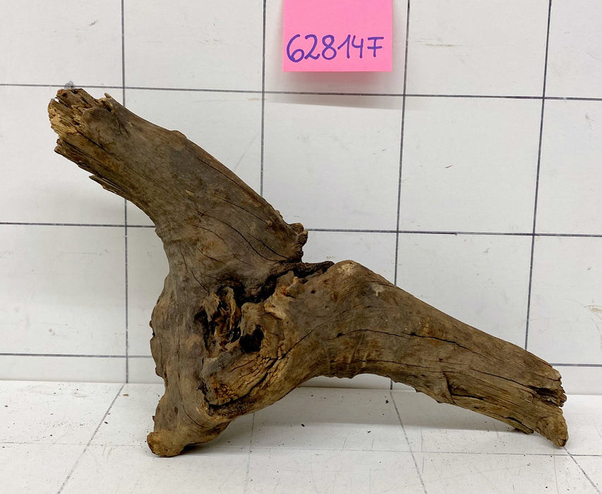 62814F Flussholz / Driftwood / Flusswurzel