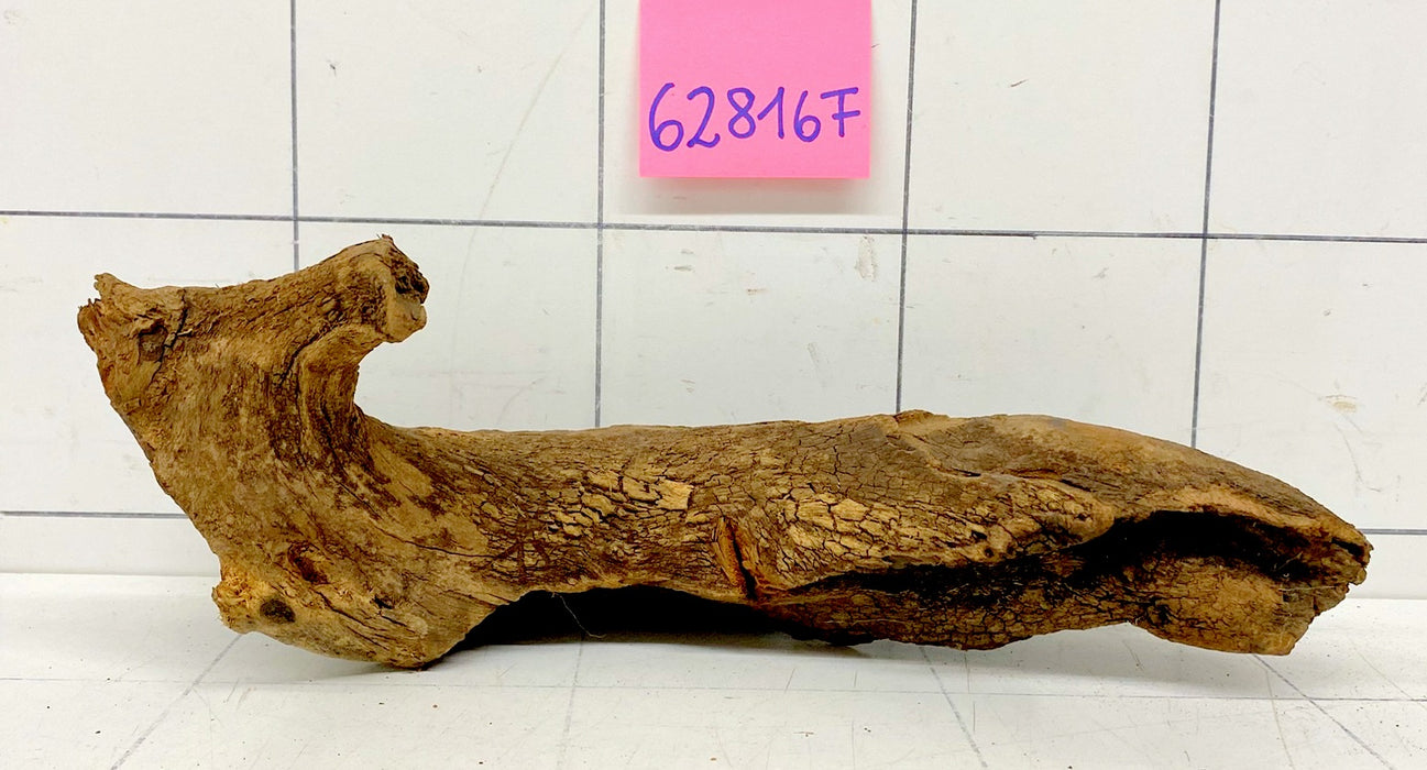 62816F Flussholz / Driftwood / Flusswurzel