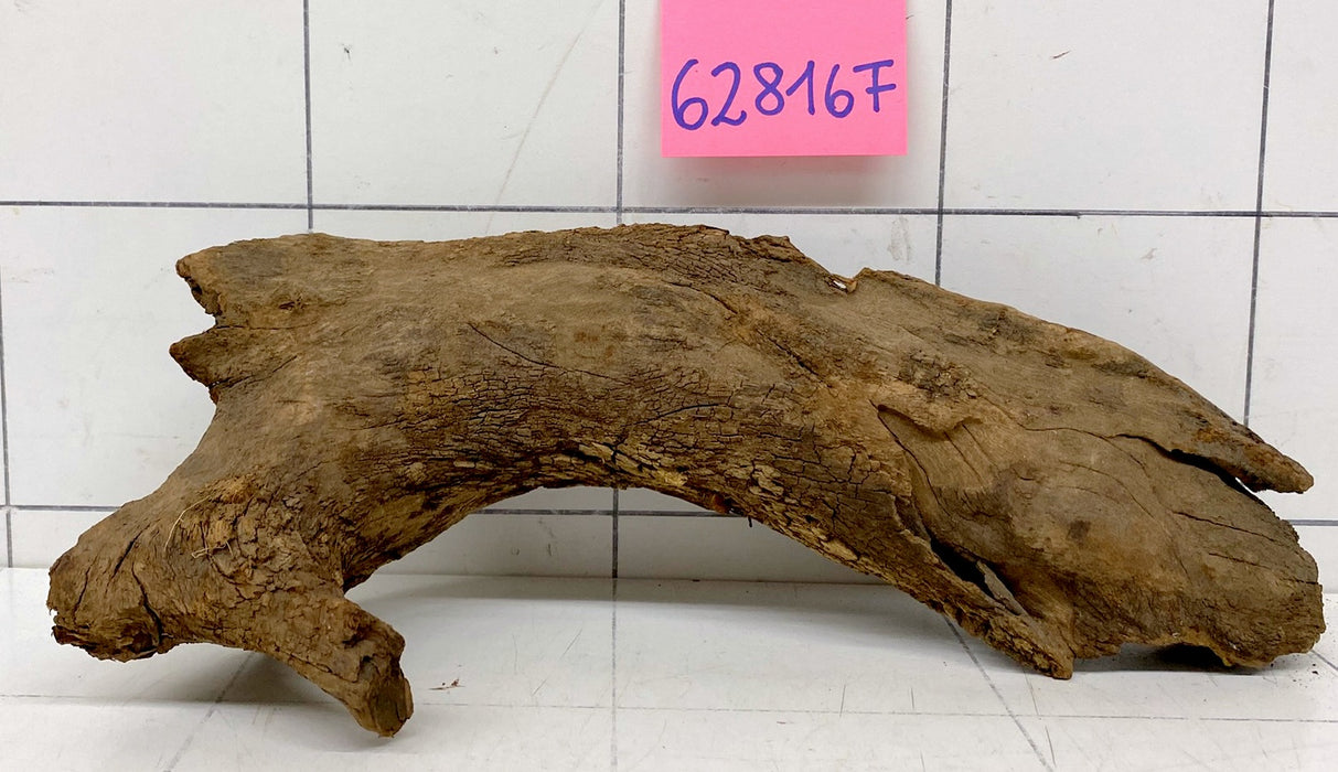 62816F Flussholz / Driftwood / Flusswurzel