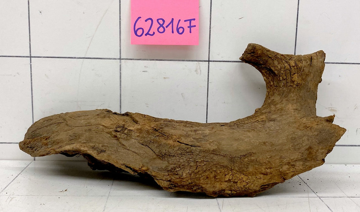 62816F Flussholz / Driftwood / Flusswurzel