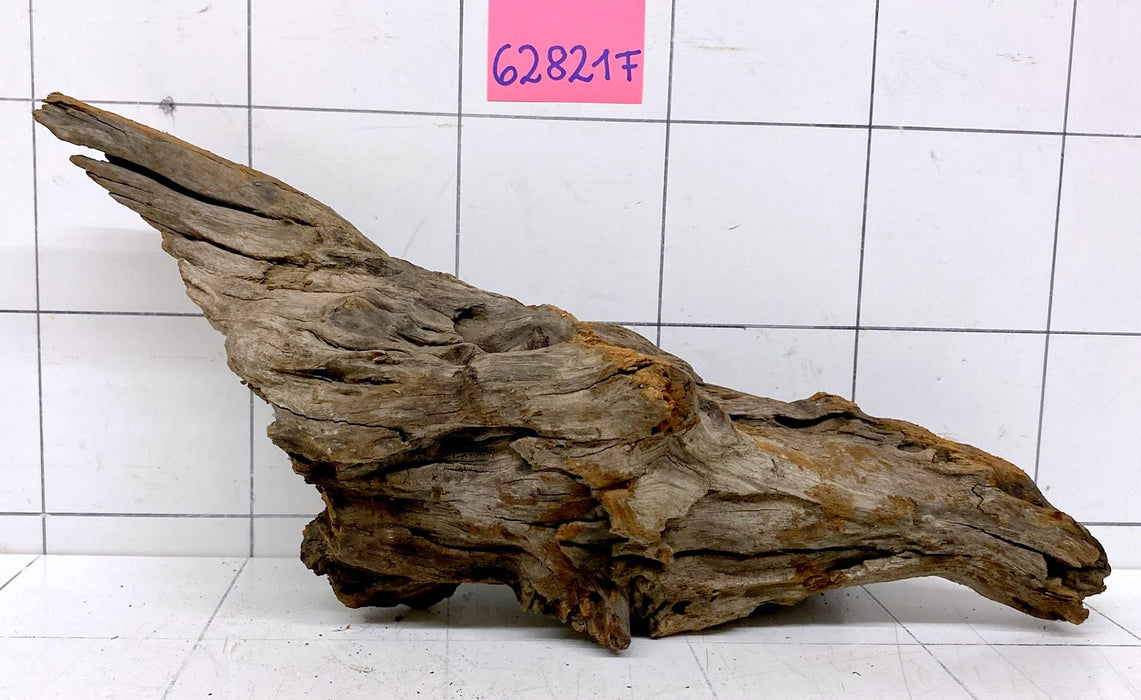 62821F Flussholz / Driftwood / Flusswurzel