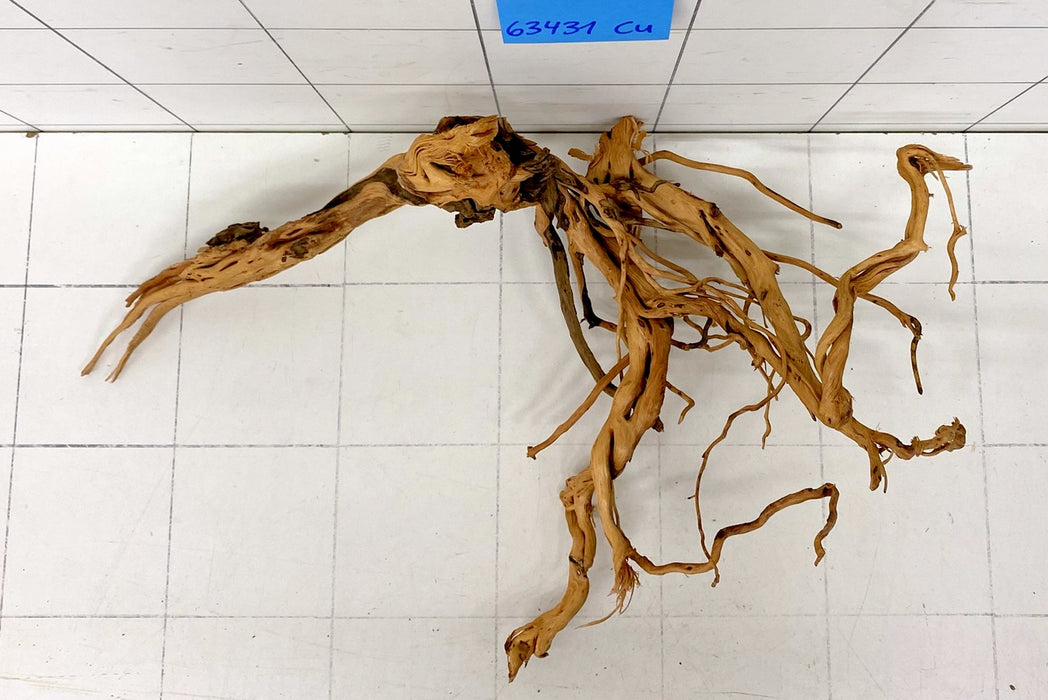 63431Cu - Curlwood Wurzel Holz