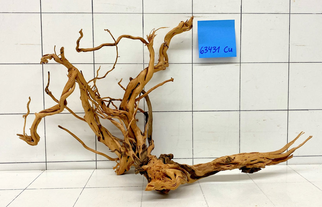 63431Cu - Curlwood Wurzel Holz