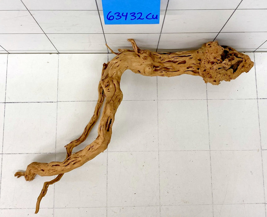 63432Cu - Curlwood Wurzel Holz