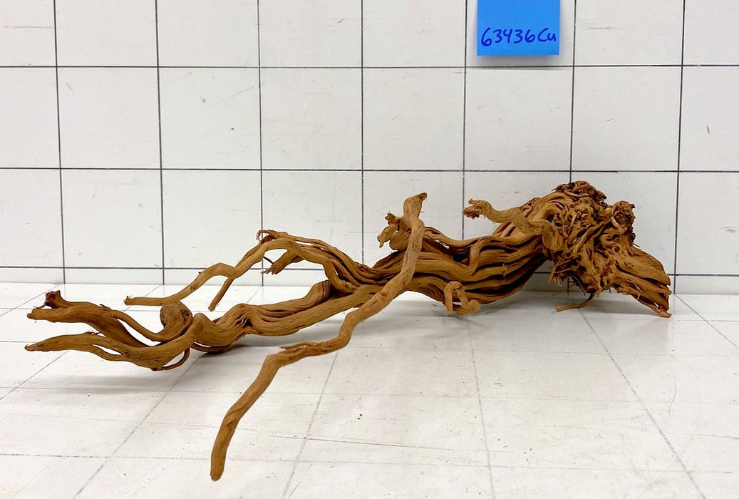 63436Cu - Curlwood Wurzel Holz