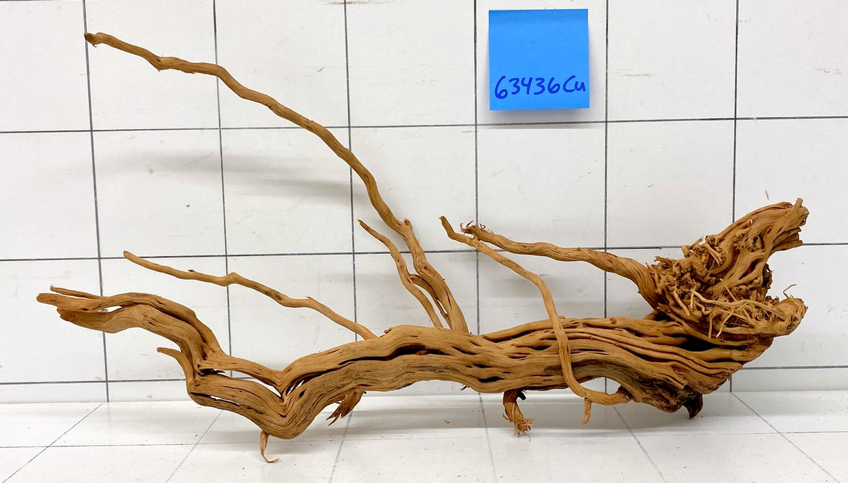 63436Cu - Curlwood Wurzel Holz