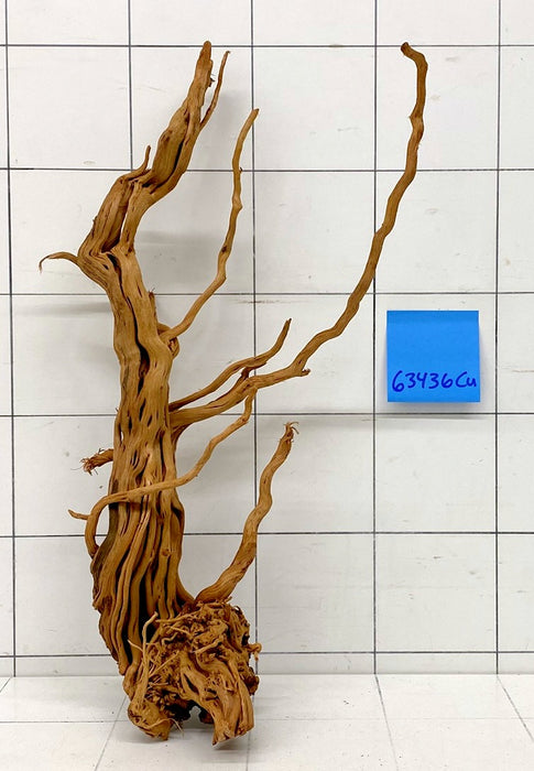 63436Cu - Curlwood Wurzel Holz