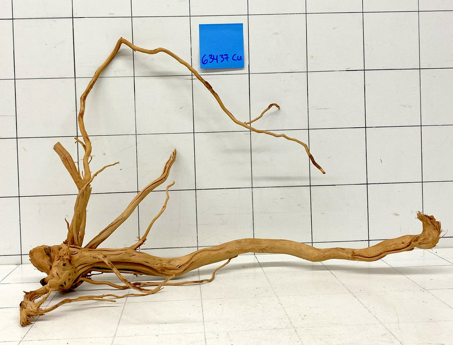63437Cu - Curlwood Wurzel Holz