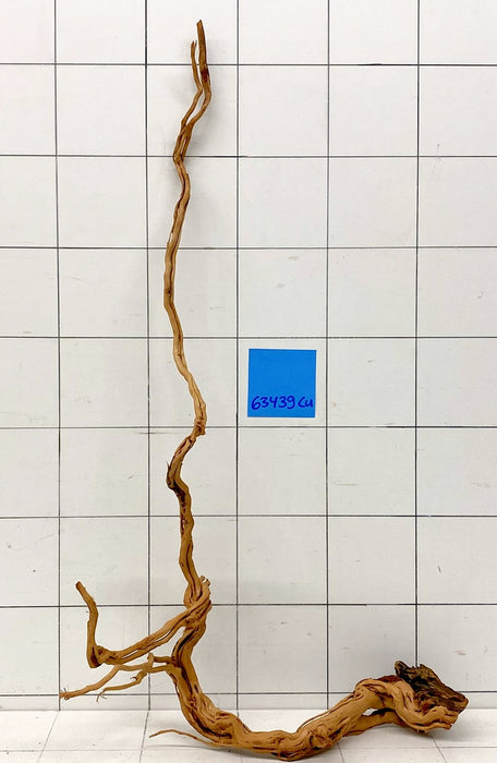 63439Cu - Curlwood Wurzel Holz