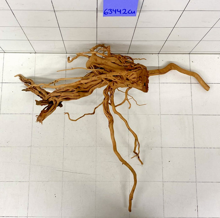 63442Cu - Curlwood Wurzel Holz