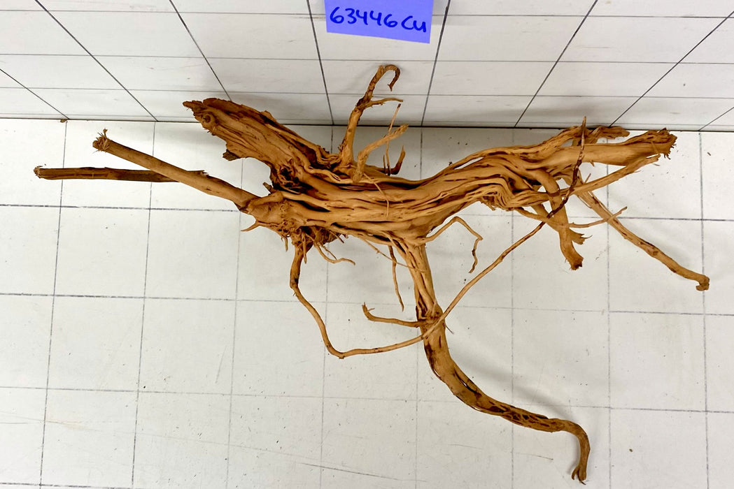 63446Cu - Curlwood Wurzel Holz