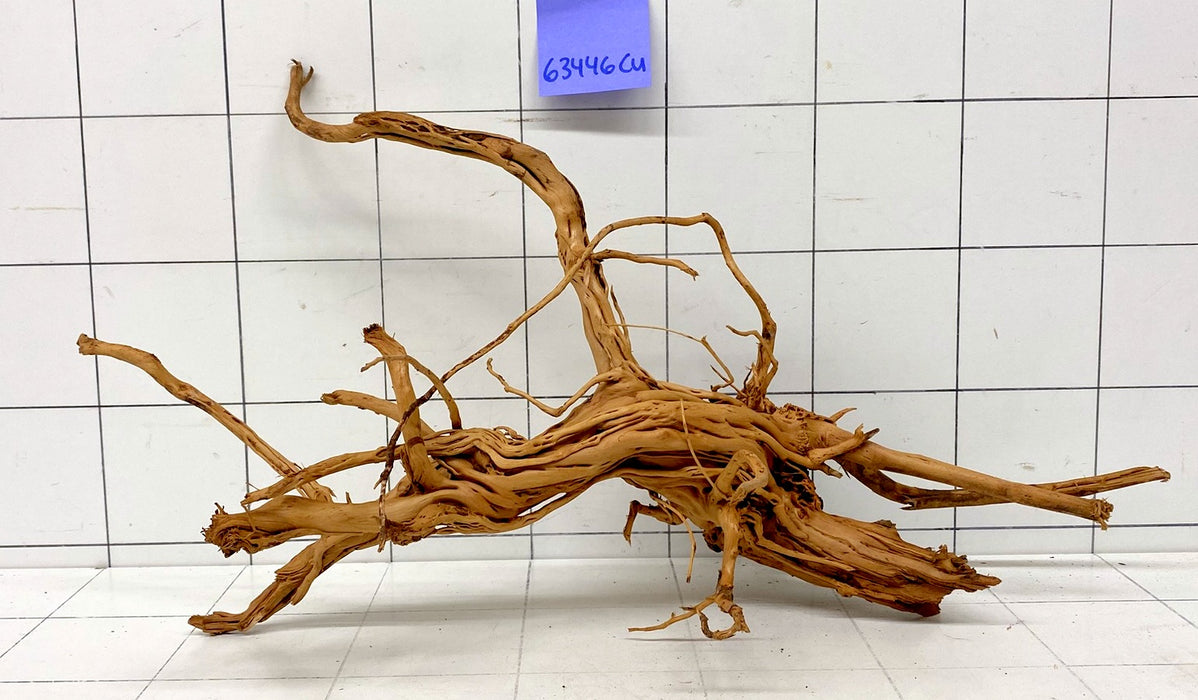 63446Cu - Curlwood Wurzel Holz