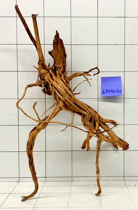 63446Cu - Curlwood Wurzel Holz
