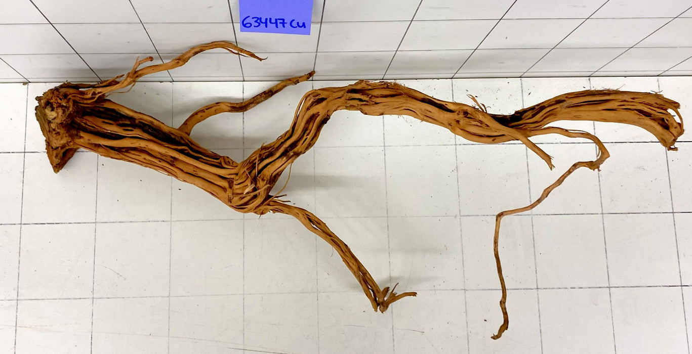 63447Cu - Curlwood Wurzel Holz