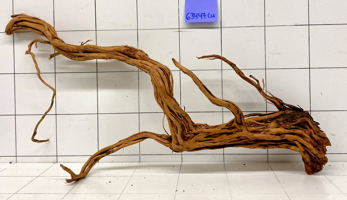 63447Cu - Curlwood Wurzel Holz