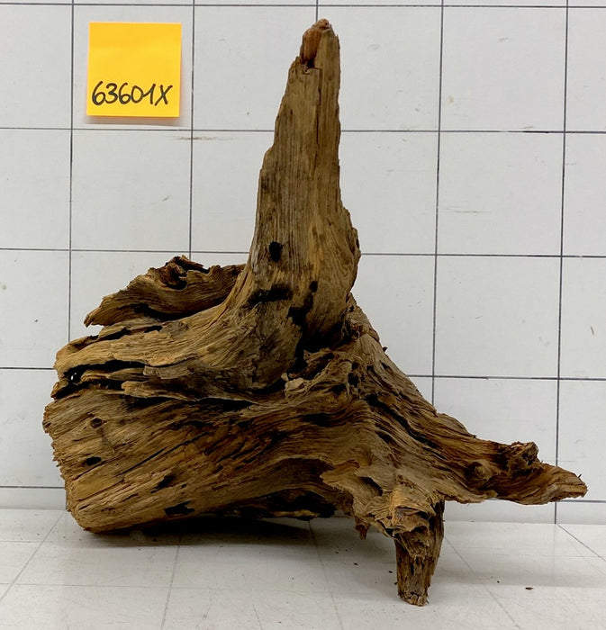 63601X - XINGU Wood Wurzelholz mit geschnittener Grundfläche