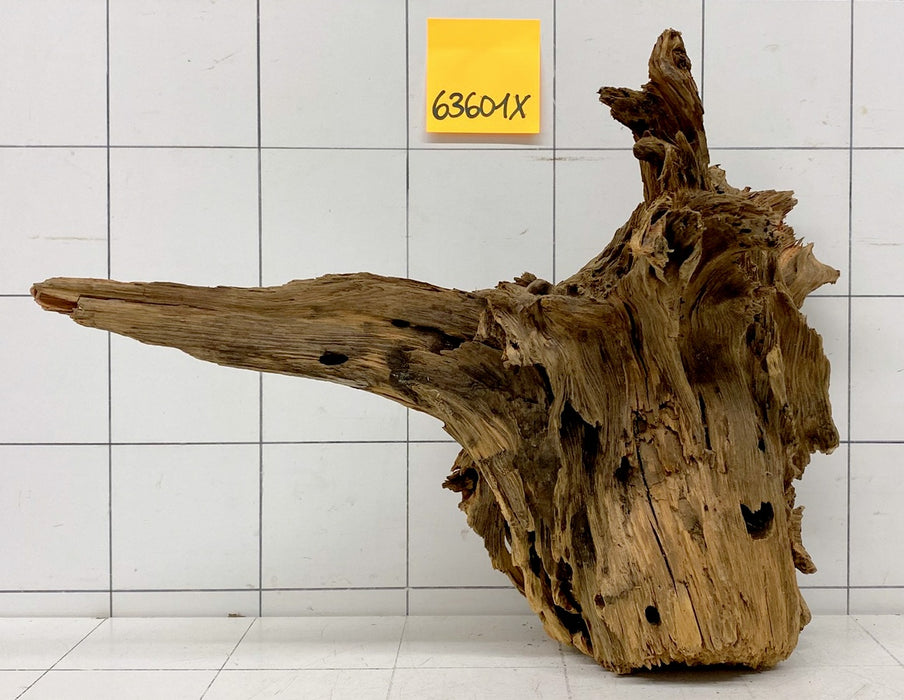 63601X - XINGU Wood Wurzelholz mit geschnittener Grundfläche