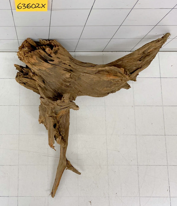 63602X - XINGU Wood Wurzelholz mit geschnittener Grundfläche
