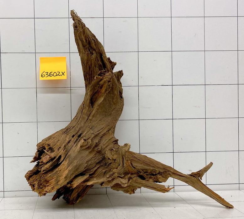 63602X - XINGU Wood Wurzelholz mit geschnittener Grundfläche