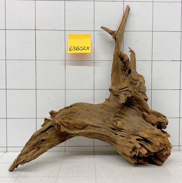 63602X - XINGU Wood Wurzelholz mit geschnittener Grundfläche