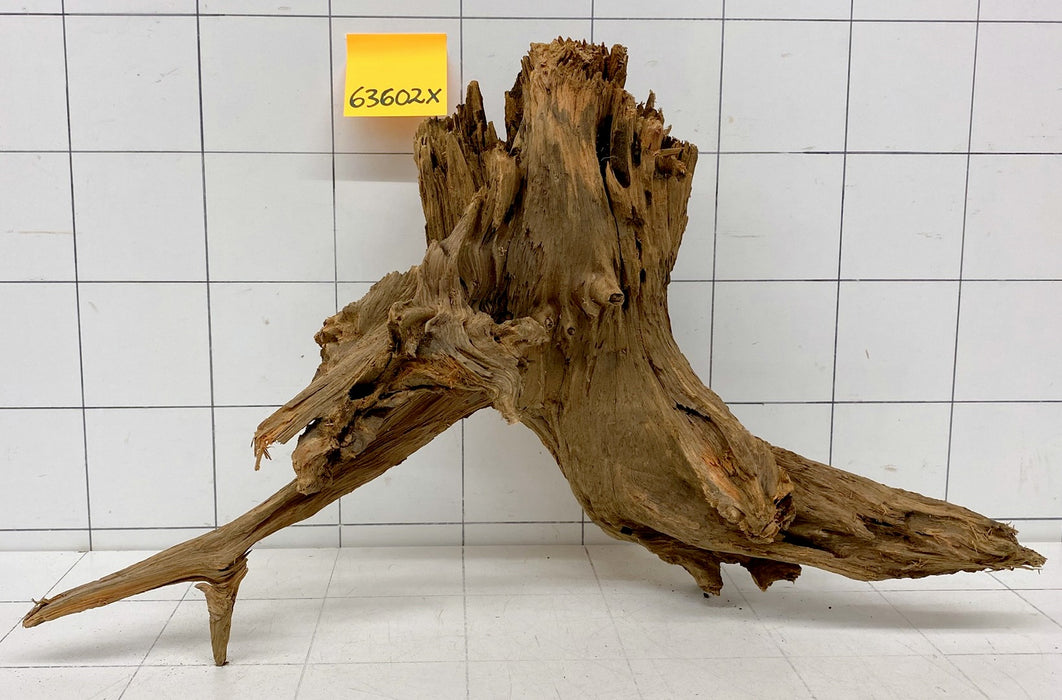 63602X - XINGU Wood Wurzelholz mit geschnittener Grundfläche