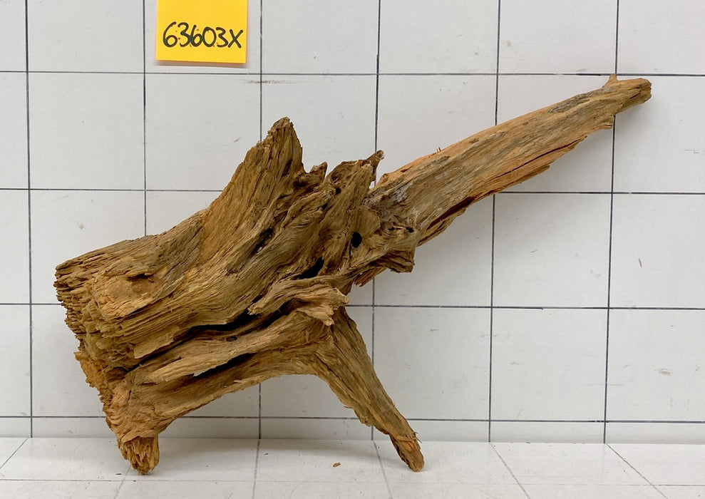 63603X - XINGU Wood Wurzelholz mit geschnittener Grundfläche