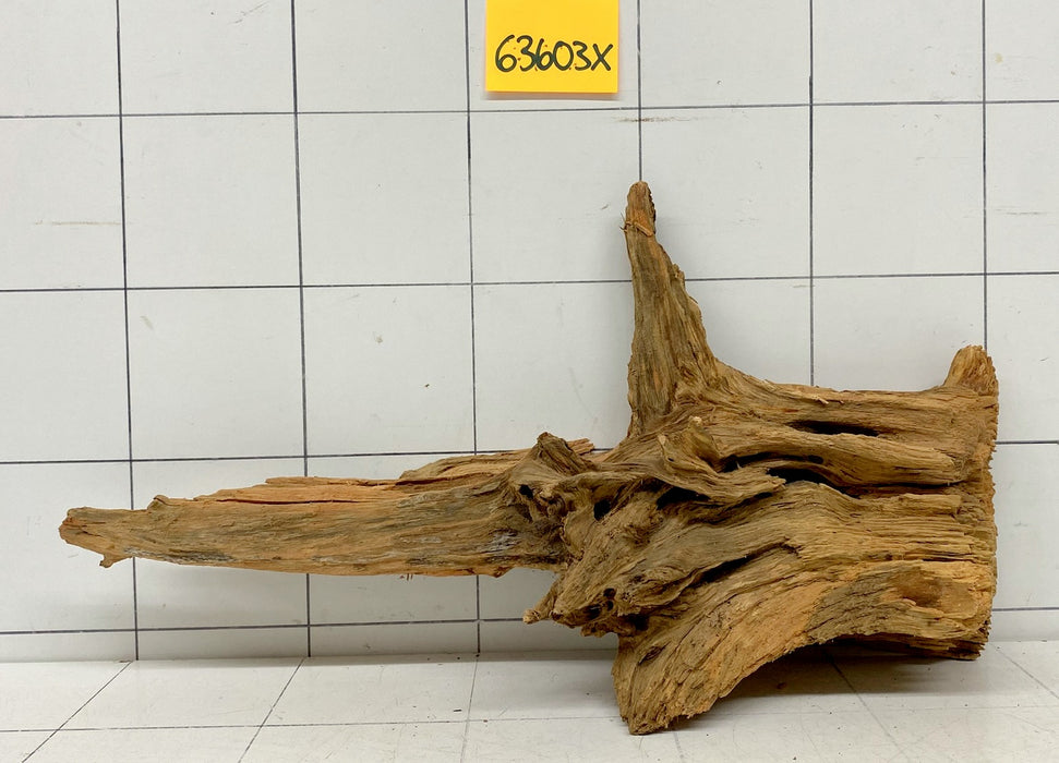 63603X - XINGU Wood Wurzelholz mit geschnittener Grundfläche