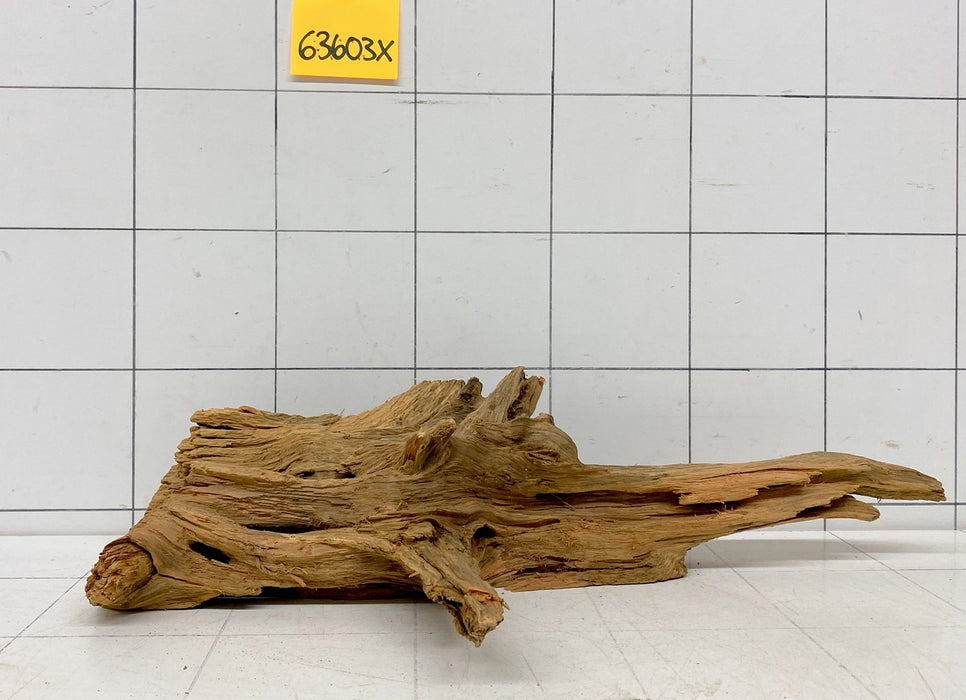 63603X - XINGU Wood Wurzelholz mit geschnittener Grundfläche