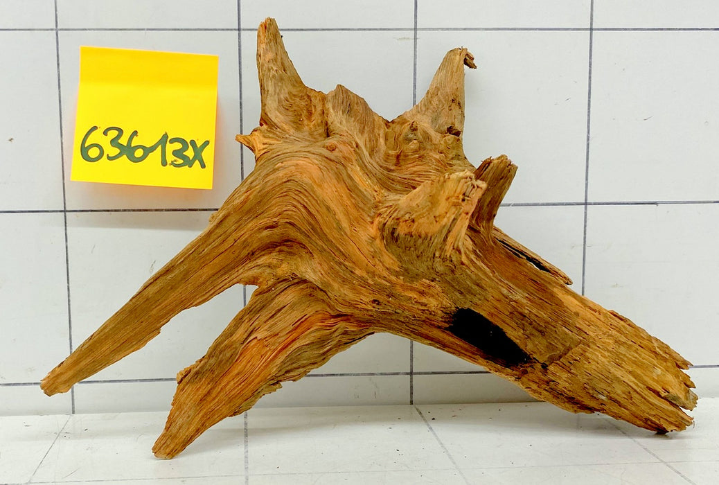 63613X - XINGU Wood Wurzelholz