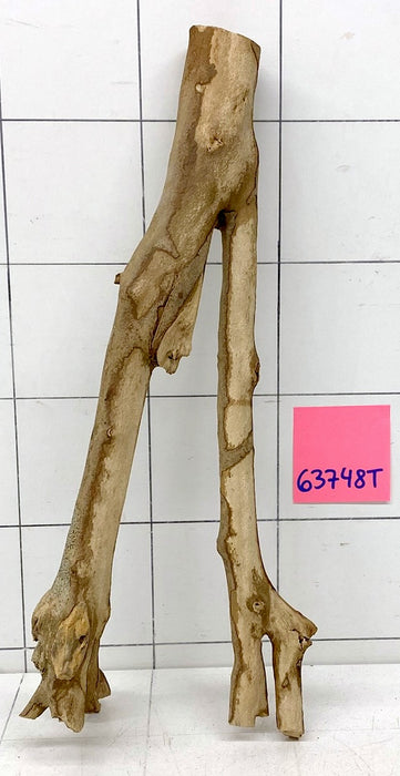 63748T Talawa Wurzel Holz