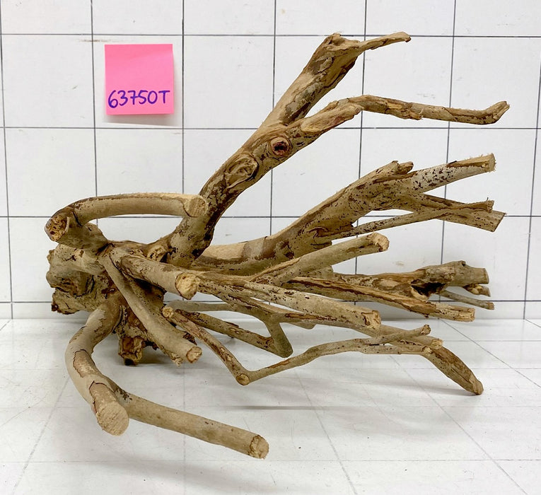 63750T Talawa Wurzel Holz