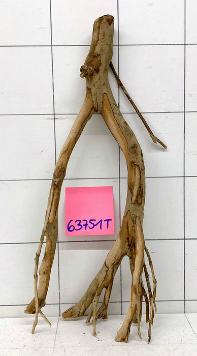 63751T Talawa Wurzel Holz