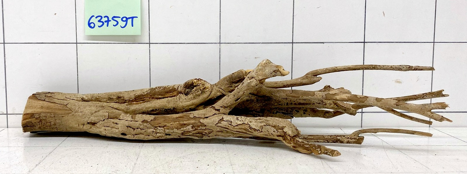 63759T Talawa Wurzel Holz